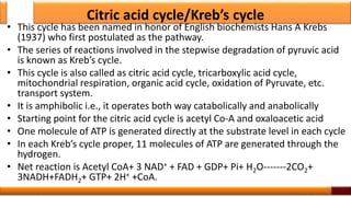 Citric acid cycle/Kreb’s cycle
• This cycle has been named in honor of English biochemists Hans A Krebs
(1937) who first postulated as the pathway.
• The series of reactions involved in the stepwise degradation of pyruvic acid
is known as Kreb’s cycle.
• This cycle is also called as citric acid cycle, tricarboxylic acid cycle,
mitochondrial respiration, organic acid cycle, oxidation of Pyruvate, etc.
transport system.
• It is amphibolic i.e., it operates both way catabolically and anabolically
• Starting point for the citric acid cycle is acetyl Co-A and oxaloacetic acid
• One molecule of ATP is generated directly at the substrate level in each cycle
• In each Kreb’s cycle proper, 11 molecules of ATP are generated through the
hydrogen.
• Net reaction is Acetyl CoA+ 3 NAD+ + FAD + GDP+ Pi+ H2O-------2CO2+
3NADH+FADH2+ GTP+ 2H+ +CoA.
26
 