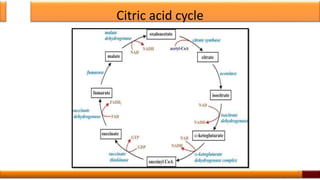 Citric acid cycle
27
 