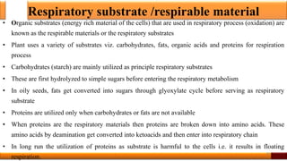 Respiratory substrate /respirable material
• Organic substrates (energy rich material of the cells) that are used in respiratory process (oxidation) are
known as the respirable materials or the respiratory substrates
• Plant uses a variety of substrates viz. carbohydrates, fats, organic acids and proteins for respiration
process
• Carbohydrates (starch) are mainly utilized as principle respiratory substrates
• These are first hydrolyzed to simple sugars before entering the respiratory metabolism
• In oily seeds, fats get converted into sugars through glyoxylate cycle before serving as respiratory
substrate
• Proteins are utilized only when carbohydrates or fats are not available
• When proteins are the respiratory materials then proteins are broken down into amino acids. These
amino acids by deamination get converted into ketoacids and then enter into respiratory chain
• In long run the utilization of proteins as substrate is harmful to the cells i.e. it results in floating
respiration.
30
 