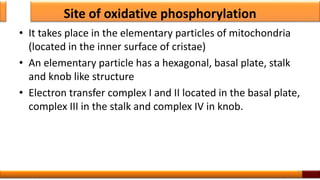 Site of oxidative phosphorylation
• It takes place in the elementary particles of mitochondria
(located in the inner surface of cristae)
• An elementary particle has a hexagonal, basal plate, stalk
and knob like structure
• Electron transfer complex I and II located in the basal plate,
complex III in the stalk and complex IV in knob.
36
 