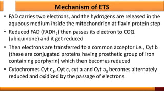 Mechanism of ETS
• FAD carries two electrons, and the hydrogens are released in the
aqueous medium inside the mitochondrion at flavin protein step
• Reduced FAD (FADH2) then passes its electron to COQ
(ubiquinone) and it get reduced
• Then electrons are transferred to a common acceptor i.e., Cyt b
(these are conjugated proteins having prosthetic group of iron
containing porphyrin) which then becomes reduced
• Cytochromes Cyt c1, Cyt c, cyt a and Cyt a3 becomes alternately
reduced and oxidized by the passage of electrons
39
 