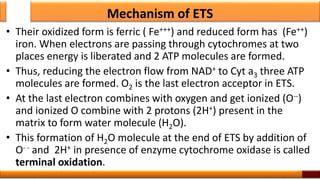 Mechanism of ETS
• Their oxidized form is ferric ( Fe+++) and reduced form has (Fe++)
iron. When electrons are passing through cytochromes at two
places energy is liberated and 2 ATP molecules are formed.
• Thus, reducing the electron flow from NAD+ to Cyt a3 three ATP
molecules are formed. O2 is the last electron acceptor in ETS.
• At the last electron combines with oxygen and get ionized (O--)
and ionized O combine with 2 protons (2H+) present in the
matrix to form water molecule (H2O).
• This formation of H2O molecule at the end of ETS by addition of
O- - and 2H+ in presence of enzyme cytochrome oxidase is called
terminal oxidation.
40
 