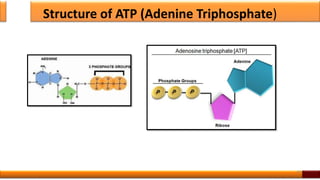 Structure of ATP (Adenine Triphosphate)
44
 