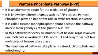 Pentose Phosphate Pathway (PPP)
• It is an alternative route for the oxidation of glucose
• It is known by different names such as PPP because Pentose
Phosphate plays an important role in cyclic reaction sequence
• It is called Hexose monophosphate shunt because the pathway
diverse from glycolysis at the glucose 6-P-level
• In this pathway for every six molecules of hexose sugar involved,
one molecule is oxidized to CO2 and H2O and re-synthesis of five
molecules of hexose takes place
• The reactions of pathway take place in cytosol, chloroplasts and
mitochondrion 47
 