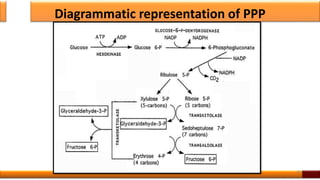 Diagrammatic representation of PPP
49
 