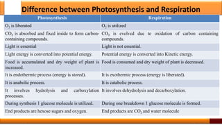 Difference between Photosynthesis and Respiration
Photosynthesis Respiration
O2 is liberated O2 is utilized
CO2 is absorbed and fixed inside to form carbon-
containing compounds.
CO2 is evolved due to oxidation of carbon containing
compounds.
Light is essential Light is not essential.
Light energy is converted into potential energy. Potential energy is converted into Kinetic energy.
Food is accumulated and dry weight of plant is
increased.
Food is consumed and dry weight of plant is decreased.
It is endothermic process (energy is stored). It is exothermic process (energy is liberated).
It is anabolic process. It is catabolic process.
It involves hydrolysis and carboxylation
processes.
It involves dehydrolysis and decarboxylation.
During synthesis 1 glucose molecule is utilized. During one breakdown 1 glucose molecule is formed.
End products are hexose sugars and oxygen. End products are CO2 and water molecule
5
 