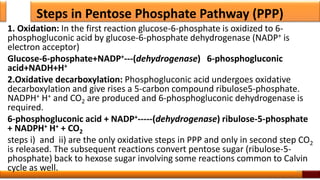 Steps in Pentose Phosphate Pathway (PPP)
1. Oxidation: In the first reaction glucose-6-phosphate is oxidized to 6-
phosphogluconic acid by glucose-6-phosphate dehydrogenase (NADP+ is
electron acceptor)
Glucose-6-phosphate+NADP+---(dehydrogenase) 6-phosphogluconic
acid+NADH+H+
2.Oxidative decarboxylation: Phosphogluconic acid undergoes oxidative
decarboxylation and give rises a 5-carbon compound ribulose5-phosphate.
NADPH+ H+ and CO2 are produced and 6-phosphogluconic dehydrogenase is
required.
6-phosphogluconic acid + NADP+-----(dehydrogenase) ribulose-5-phosphate
+ NADPH+ H+ + CO2
steps i) and ii) are the only oxidative steps in PPP and only in second step CO2
is released. The subsequent reactions convert pentose sugar (ribulose-5-
phosphate) back to hexose sugar involving some reactions common to Calvin
cycle as well. 50
 