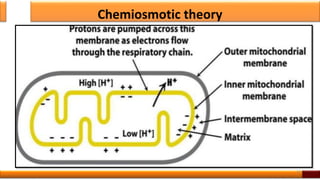 Chemiosmotic theory
55
 
