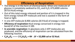 Efficiency of Respiration
• The energy is in the form of chemical bond. When one molecule of
glucose is completely oxidized to CO2 and H2O, 673,6000 calories
(673.6 Kcal) energy.
• Out of this total energy released and portion of it is trapped in the
form energy riched ATP molecule and rest is wasted in the form of
heat or light.
• In one ATP molecule 8,900 calories (8.9 Kcal) of energy is trapped.
• Efficiency of respiration=Kcal energy conserved in energy rich
bond/F of the reaction X 100.
• In anerobic respiration: In glycolysis only 2 ATP molecules are
produced, and the efficiency of respiration can be calculated from the
following reaction.
• C6H12O6 ------- 2 C3H4O3 + 4H F = 52,000 cal or 52 Kcal.
57
 