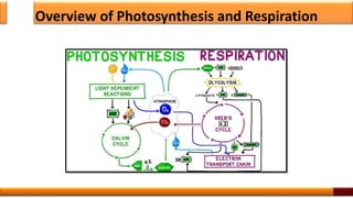 Overview of Photosynthesis and Respiration
6
 