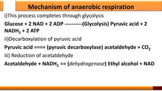 Mechanism of anaerobic respiration
i)This process completes through glycolysis
Glucose + 2 NAD + 2 ADP ----------(Glycolysis) Pyruvic acid + 2
NADH2 + 2 ATP
ii)Decarboxylation of pyruvic acid
Pyruvic acid ==== (pyruvic decarboxylase) acetaldehyde + CO2
iii) Reduction of acetaldehyde
Acetaldehyde + NADH2 == (dehydrogenase) Ethyl alcohol + NAD
9
 