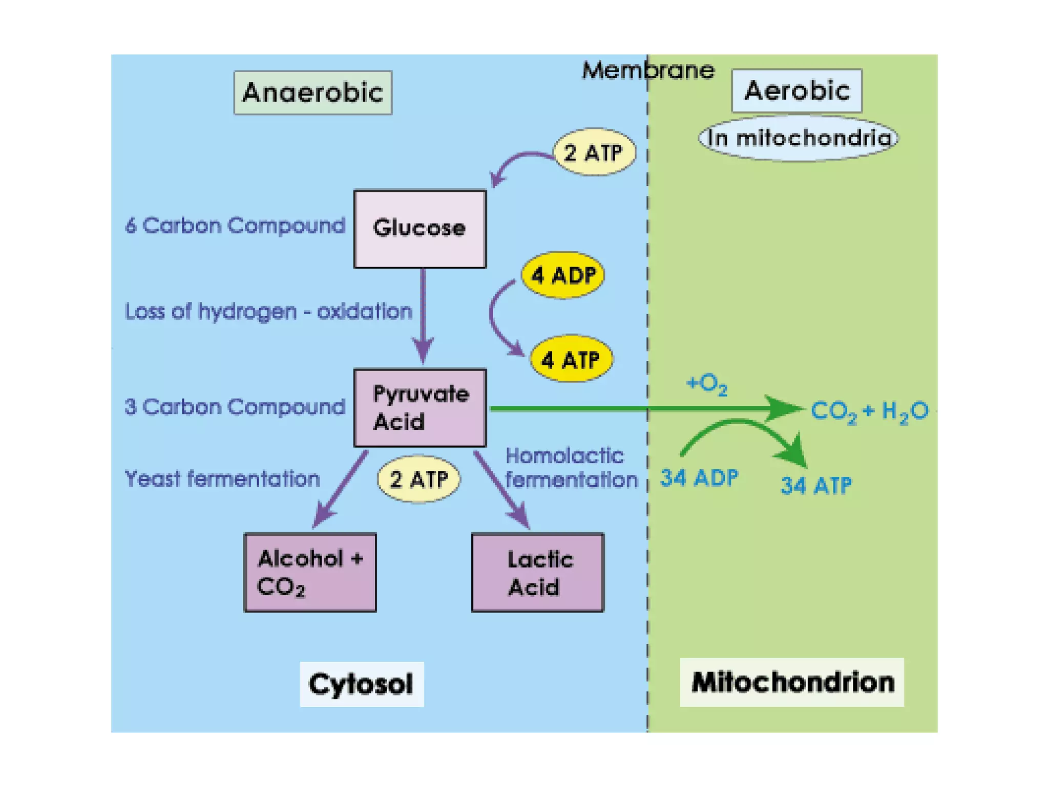 Respiration 8 anaerobic respiration | PPTX
