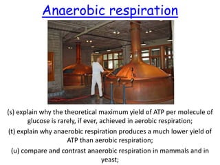 Respiration 8 anaerobic respiration | PPT