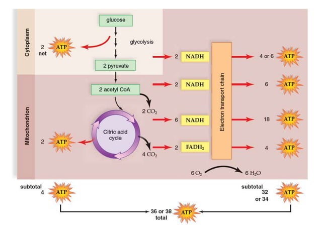 Respiration 8 anaerobic respiration | PPT