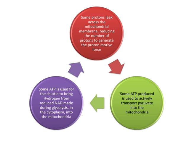 Respiration 8 anaerobic respiration | PPT