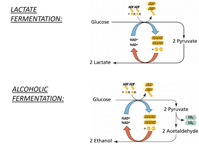 Respiration 8 anaerobic respiration | PPT