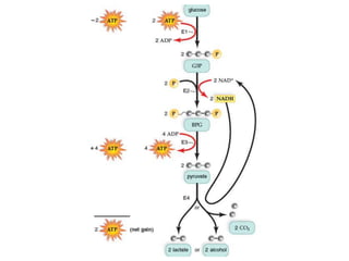 Respiration 8 anaerobic respiration | PPT