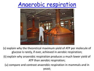 Anaerobic respiration

(s) explain why the theoretical maximum yield of ATP per molecule of
glucose is rarely, if ever, achieved in aerobic respiration;
(t) explain why anaerobic respiration produces a much lower yield of
ATP than aerobic respiration;
(u) compare and contrast anaerobic respiration in mammals and in
yeast;

 