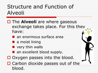Structure and Function of
Alveoli
 The Alveoli are where gaseous
exchange takes place. For this they
have:
 an enormous surface area
 a moist lining
 very thin walls
 an excellent blood supply.
 Oxygen passes into the blood.
 Carbon dioxide passes out of the
blood.
 