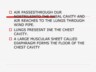  AIR PASSESTHROUGH OUR
NOSTRILSINTO THE NASAL CAVITY AND
AIR REACHES TO THE LUNGS THROUGH
WIND PIPE.
 LUNGS PRESESNT INE THE CHEST
CAVITY.
 A LARGE MUSCULAR SHEET CALLED
DIAPHRAGM FORMS THE FLOOR OF THE
CHEST CAVITY
 