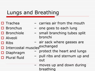 Lungs and Breathing
 Trachea
 Bronchus
 Bronchiole
 Alveoli
 Ribs
 Intercostal muscles
 Diaphragm
 Plural fluid
– carries air from the mouth
– one goes to each lung
– small branching tubes split
bronchi
– air sack where gasses are
exchanged
– protect the heart and lungs
– pull ribs and sternum up and
out
– moves up and down during
breathing
 