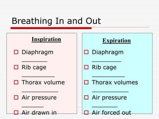 Breathing In and Out
 Diaphragm
_______
 Rib cage
_________
 Thorax volume
__________
 Air pressure
______
 Air drawn in
 Diaphragm
________
 Rib cage
_________
 Thorax volumes
__________
 Air pressure
_______
 Air forced out
Inspiration Expiration
 