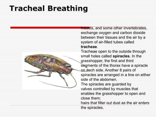 Tracheal Breathing
Insects, and some other invertebrates,
exchange oxygen and carbon dioxide
between their tissues and the air by a
system of air-filled tubes called
tracheae.
Tracheae open to the outside through
small holes called spiracles. In the
grasshopper, the first and third
segments of the thorax have a spiracle
on each side. Another 8 pairs of
spiracles are arranged in a line on either
side of the abdomen.
The spiracles are guarded by
valves controlled by muscles that
enables the grasshopper to open and
close them;
hairs that filter out dust as the air enters
the spiracles.
 