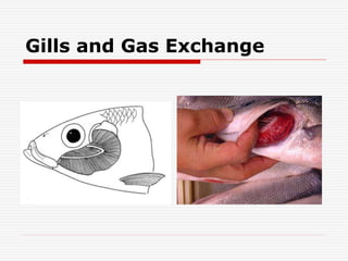 Gills and Gas Exchange
 