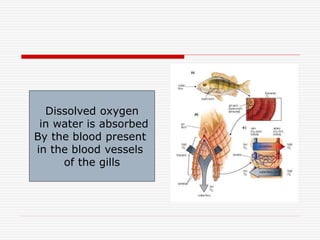 Dissolved oxygen
in water is absorbed
By the blood present
in the blood vessels
of the gills
 
