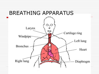 BREATHING APPARATUS
Larynx
Windpipe
Bronchus
Right lung Diaphragm
Heart
Left lung
Cartilage ring
 
