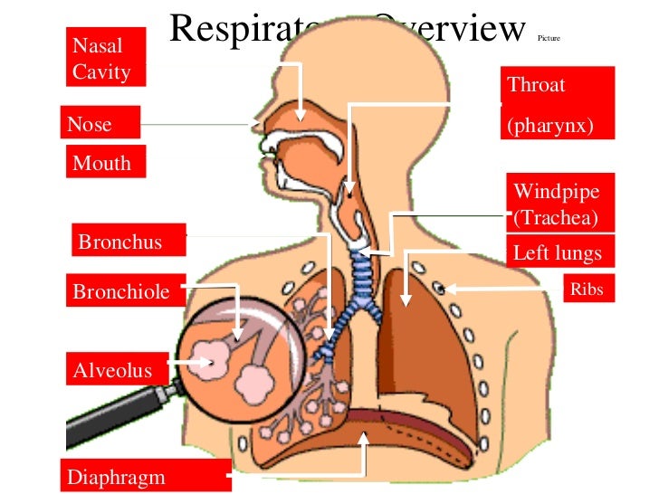 Respiration and circulation in human body