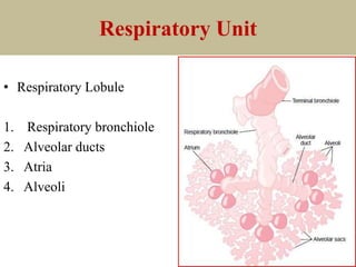 Respiratory Unit
• Respiratory Lobule
1. Respiratory bronchiole
2. Alveolar ducts
3. Atria
4. Alveoli
 