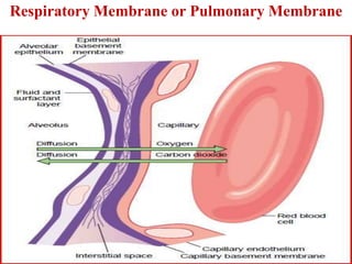 Respiratory Membrane or Pulmonary Membrane
Membranes of all the
terminal portions of the
lungs
 