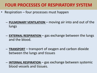 Chapter 22, Respiratory System 13
FOUR PROCESSES OF RESPIRATORY SYSTEM
• Respiration – four processes must happen
– PULMONARY VENTILATION – moving air into and out of the
lungs
– EXTERNAL RESPIRATION – gas exchange between the lungs
and the blood.
– TRANSPORT – transport of oxygen and carbon dioxide
between the lungs and tissues
– INTERNAL RESPIRATION – gas exchange between systemic
blood vessels and tissues.
 