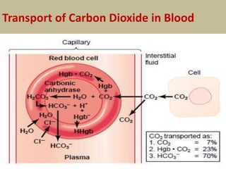 Transport of Carbon Dioxide in Blood
 