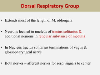 Dorsal Respiratory Group
• Extends most of the length of M. oblongata
• Neurons located in nucleus of tractus solitarius &
additional neurons in reticular substance of medulla
• In Nucleus tractus solitarius terminations of vagus &
glossopharyngeal nerve
• Both nerves – afferent nerves for resp. signals to center
 