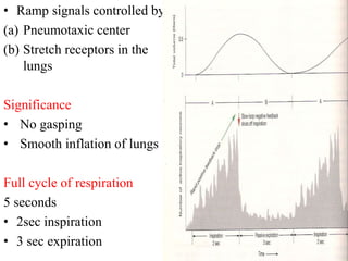 • Ramp signals controlled by
(a) Pneumotaxic center
(b) Stretch receptors in the
lungs
Significance
• No gasping
• Smooth inflation of lungs
Full cycle of respiration
5 seconds
• 2sec inspiration
• 3 sec expiration
 