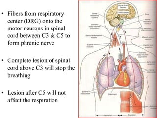 • Fibers from respiratory
center (DRG) onto the
motor neurons in spinal
cord between C3 & C5 to
form phrenic nerve
• Complete lesion of spinal
cord above C3 will stop the
breathing
• Lesion after C5 will not
affect the respiration
 