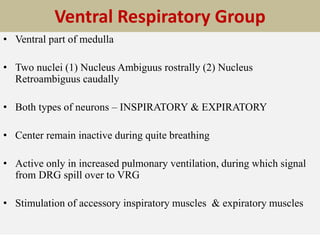 Ventral Respiratory Group
• Ventral part of medulla
• Two nuclei (1) Nucleus Ambiguus rostrally (2) Nucleus
Retroambiguus caudally
• Both types of neurons – INSPIRATORY & EXPIRATORY
• Center remain inactive during quite breathing
• Active only in increased pulmonary ventilation, during which signal
from DRG spill over to VRG
• Stimulation of accessory inspiratory muscles & expiratory muscles
 