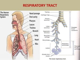RESPIRATORY TRACT
 