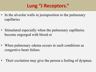 Lung “J Receptors.”
• In the alveolar walls in juxtaposition to the pulmonary
capillaries
• Stimulated especially when the pulmonary capillaries
become engorged with blood or
• When pulmonary edema occurs in such conditions as
congestive heart failure.
• Their excitation may give the person a feeling of dyspnea.
 