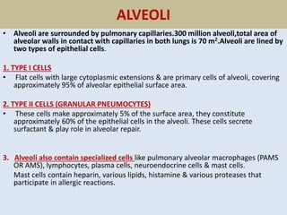 ALVEOLI
• Alveoli are surrounded by pulmonary capillaries.300 million alveoli,total area of
alveolar walls in contact with capillaries in both lungs is 70 m2.Alveoli are lined by
two types of epithelial cells.
1. TYPE I CELLS
• Flat cells with large cytoplasmic extensions & are primary cells of alveoli, covering
approximately 95% of alveolar epithelial surface area.
2. TYPE II CELLS (GRANULAR PNEUMOCYTES)
• These cells make approximately 5% of the surface area, they constitute
approximately 60% of the epithelial cells in the alveoli. These cells secrete
surfactant & play role in alveolar repair.
3. Alveoli also contain specialized cells like pulmonary alveolar macrophages (PAMS
OR AMS), lymphocytes, plasma cells, neuroendocrine cells & mast cells.
Mast cells contain heparin, various lipids, histamine & various proteases that
participate in allergic reactions.
 