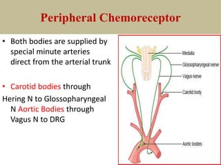 Peripheral Chemoreceptor
• Both bodies are supplied by
special minute arteries
direct from the arterial trunk
• Carotid bodies through
Hering N to Glossopharyngeal
N Aortic Bodies through
Vagus N to DRG
 