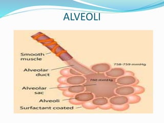 ALVEOLI
 