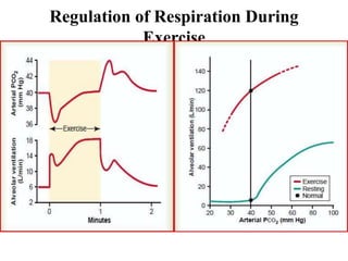 Regulation of Respiration During
Exercise
 