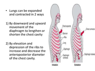 • Lungs can be expanded
and contracted in 2 ways
1) By downward and upward
movement of the
diaphragm to lengthen or
shorten the chest cavity
2) By elevation and
depression of the ribs to
increase and decrease the
anteroposterior diameter
of the chest cavity.
 