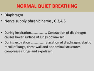NORMAL QUIET BREATHING
• Diaphragm
• Nerve supply phrenic nerve , C 3,4,5
• During inspiration………………. Contraction of diaphragm
causes lower surface of lungs downward.
• During expiration …………… relaxation of diaphragm, elastic
recoil of lungs, chest wall and abdominal structures
compresses lungs and expels air.
 