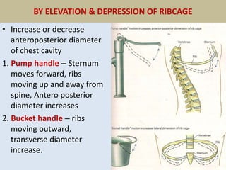 BY ELEVATION & DEPRESSION OF RIBCAGE
• Increase or decrease
anteroposterior diameter
of chest cavity
1. Pump handle – Sternum
moves forward, ribs
moving up and away from
spine, Antero posterior
diameter increases
2. Bucket handle – ribs
moving outward,
transverse diameter
increase.
 