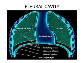 PLEURAL CAVITY
 