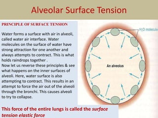 Alveolar Surface Tension
PRINCIPLE OF SURFACE TENSION
Water forms a surface with air in alveoli,
called water air interface. Water
molecules on the surface of water have
strong attraction for one another and
always attempts to contract. This is what
holds raindrops together .
Now let us reverse these principles & see
what happens on the inner surfaces of
alveoli. Here, water surface is also
attempting to contract. This results in an
attempt to force the air out of the alveoli
through the bronchi. This causes alveoli
to try to collapse.
This force of the entire lungs is called the surface
tension elastic force
 